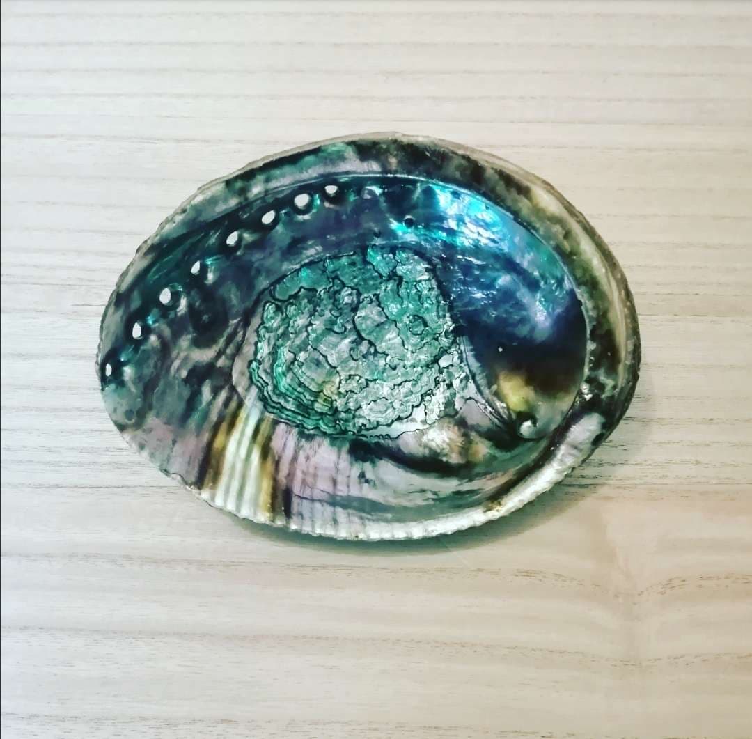 Abalone ou coquille d'ormeau